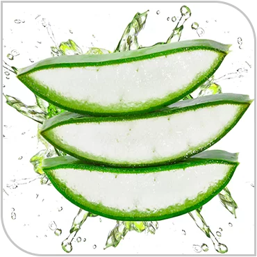 aloes