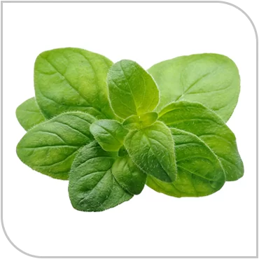 oregano